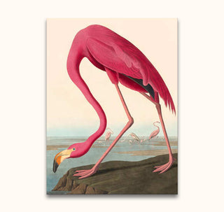 Audubon - American Flamingo: Hand-painted oil artwork depicting a flamingo with an S-shaped neck on a shoreline. Ideal for modern art enthusiasts.
