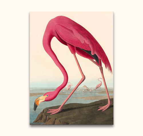 Audubon - American Flamingo: Hand-painted oil artwork depicting a flamingo with an S-shaped neck on a shoreline. Ideal for modern art enthusiasts.